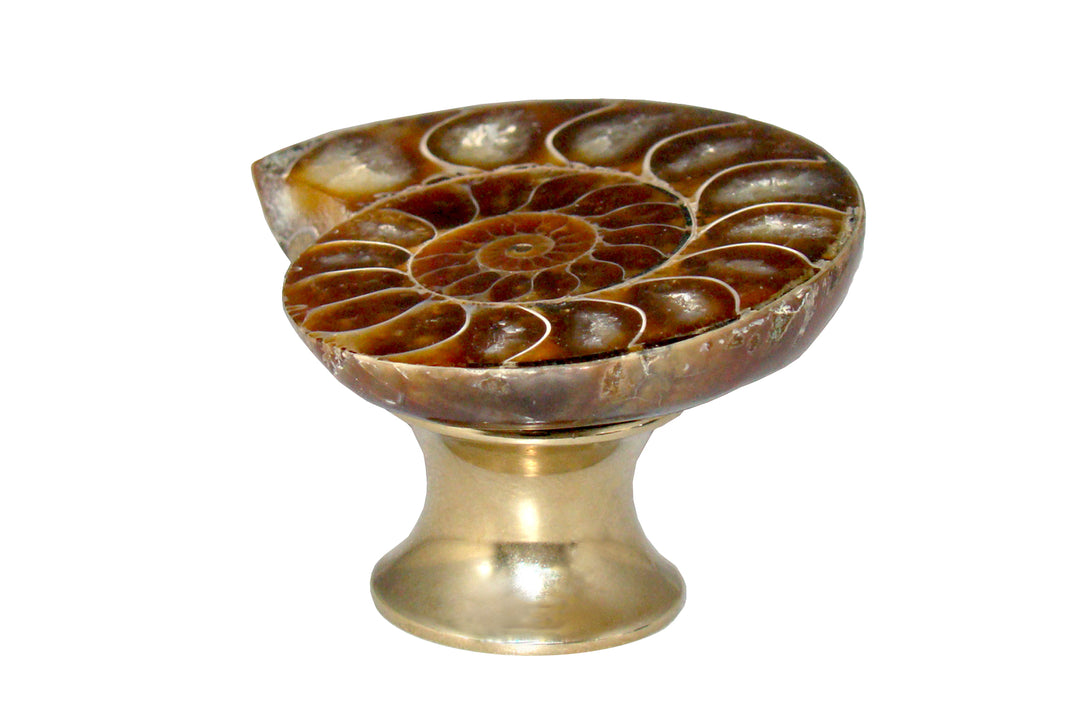 Gemstone Hardware Ammonite Fossil Cabinet Knob- Polished Brass - cabinetknobsonline