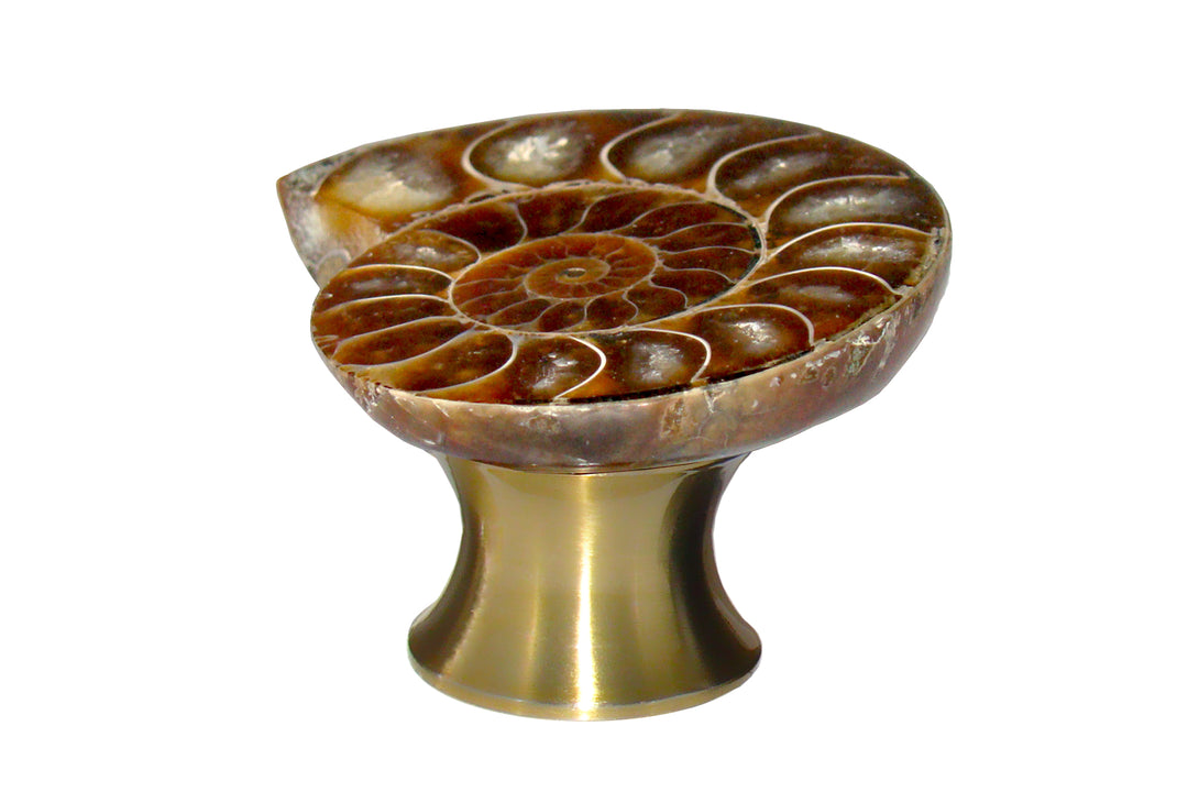 Gemstone Hardware Ammonite Fossil Cabinet Knob- Satin Brass - cabinetknobsonline