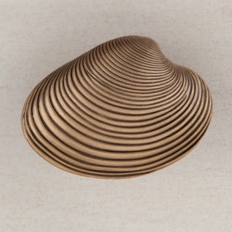 Acorn Manufacturing Cabinet Hardware 1-3-8" Clam Shell Cabinet Knob - Museum Gold - cabinetknobsonline