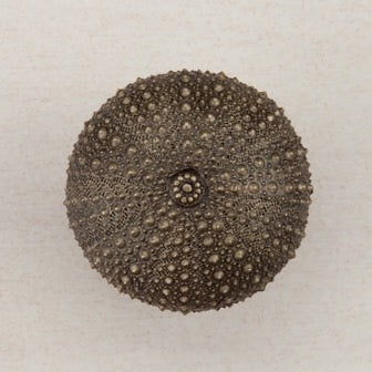 Acorn Manufacturing Cabinet Hardware 1-1-2" Sea Urchin Cabinet Knob - Antique Brass - cabinetknobsonline