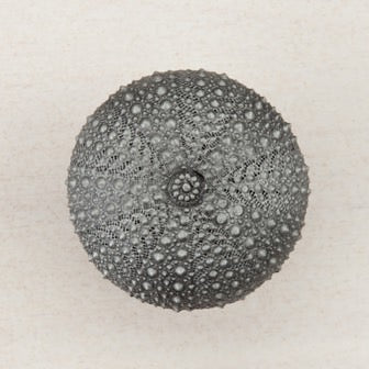 Acorn Manufacturing Cabinet Hardware 1-1-2" Sea Urchin Cabinet Knob - Antique Pewter - cabinetknobsonline