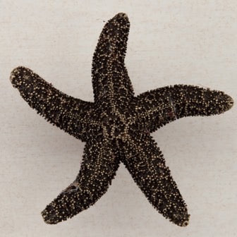 Acorn Manufacturing Cabinet Hardware 2-1-4" Natural Starfish Cabinet Knob - Antique Brass - cabinetknobsonline