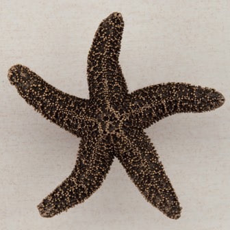 Acorn Manufacturing Cabinet Hardware 2-1-4" Natural Starfish Cabinet Knob - Museum Gold - cabinetknobsonline