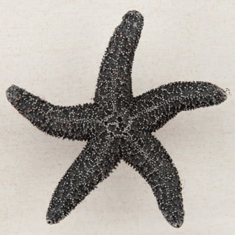 Acorn Manufacturing Cabinet Hardware 2-1-4" Natural Starfish Cabinet Knob - Antique Pewter - cabinetknobsonline