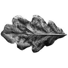 Notting Hill Cabinet Knob Oak Leaf Antique Pewter  2-1-4" x 1-1-4" - cabinetknobsonline