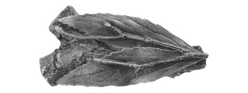 Notting Hill Cabinet Hardware Leafy Twig  Antique Pewter 2-1-8" x 1" - cabinetknobsonline