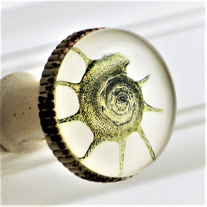 Charleston Knob Company Retro Whitewashed Metal Knob – Spiny Conch