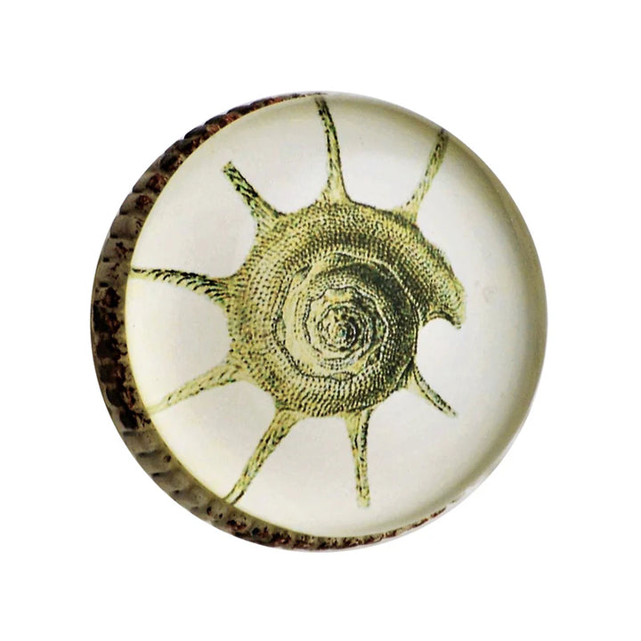 Charleston Knob Company Retro Whitewashed Metal Knob – Spiny Conch