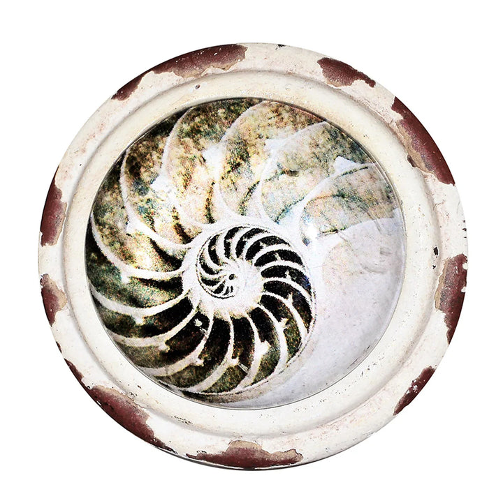 Charleston Knob Company Retro Whitewashed Cream Nautilus Knob