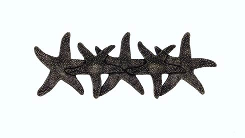 Buck Snort Lodge Starfish 3-in Center to Center  Cabinet Pull
