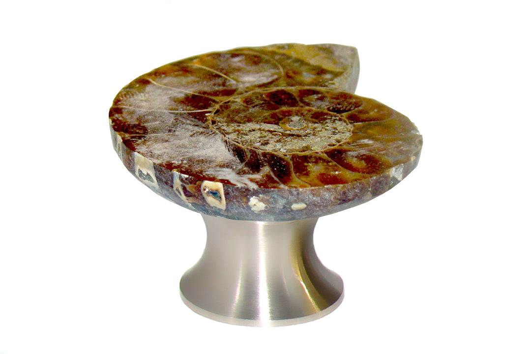 Gemstone Hardware Ammonite Fossil Cabinet Knob-Satin Stainless Steel - cabinetknobsonline